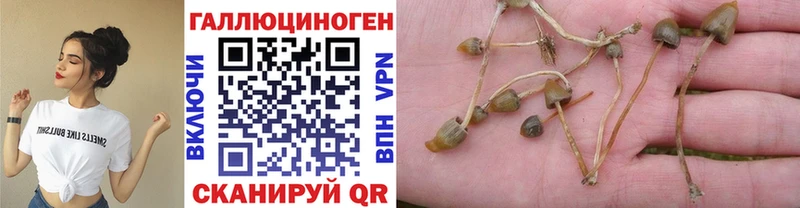 купить наркотик Магадан Псилоцибиновые грибы Psilocybe