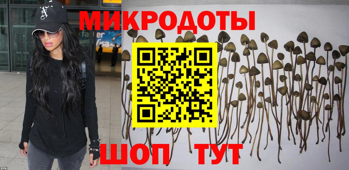 Галлюциногенные грибы Psilocybe Магадан